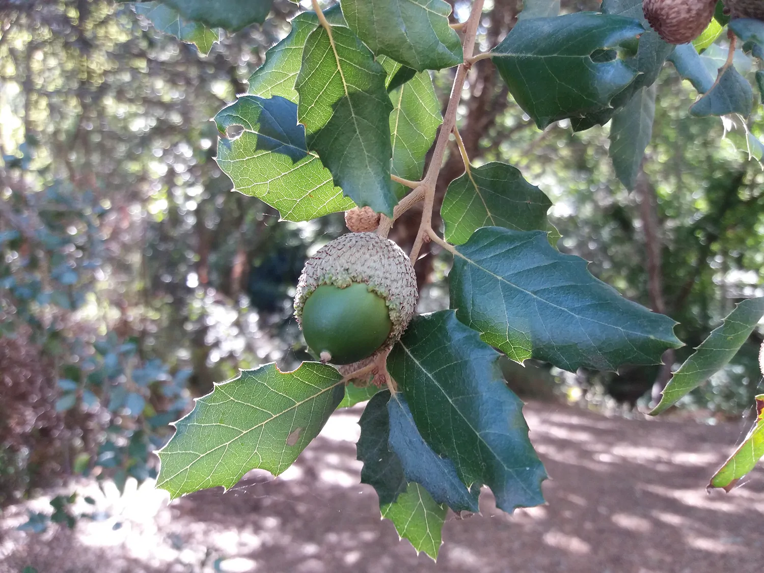 Alcornoque con bellotas, incremento de producción con tratamiento