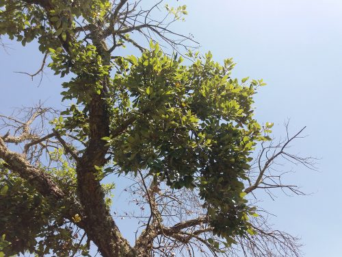 brotes verdes tratamiento seca, resultado de tratamiento contra la seca en árboles afectados