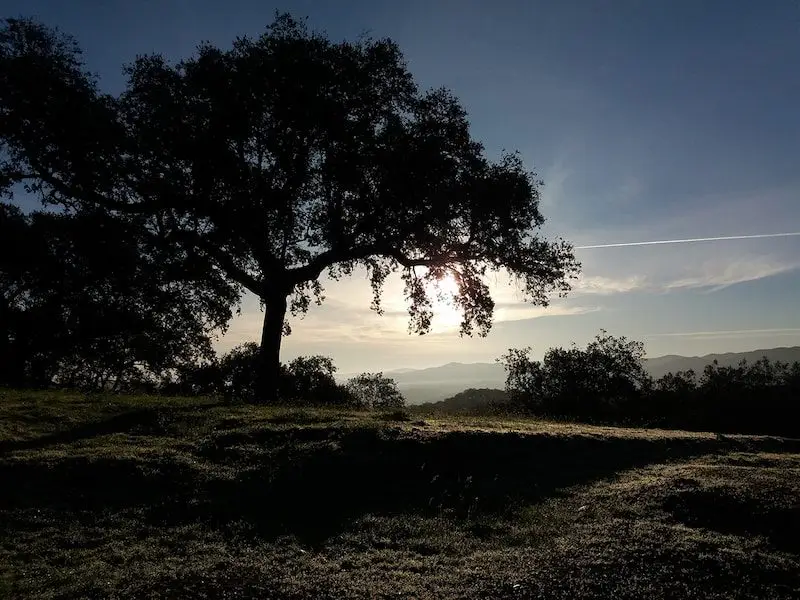 Encina tratada contra la seca o phytophthora, tratamiento de la seca de la encina